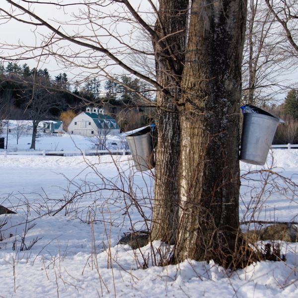 Maple Sugaring