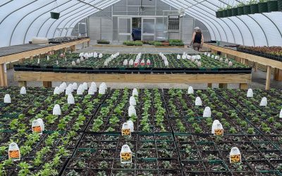 Three Greenhouses in Full Swing