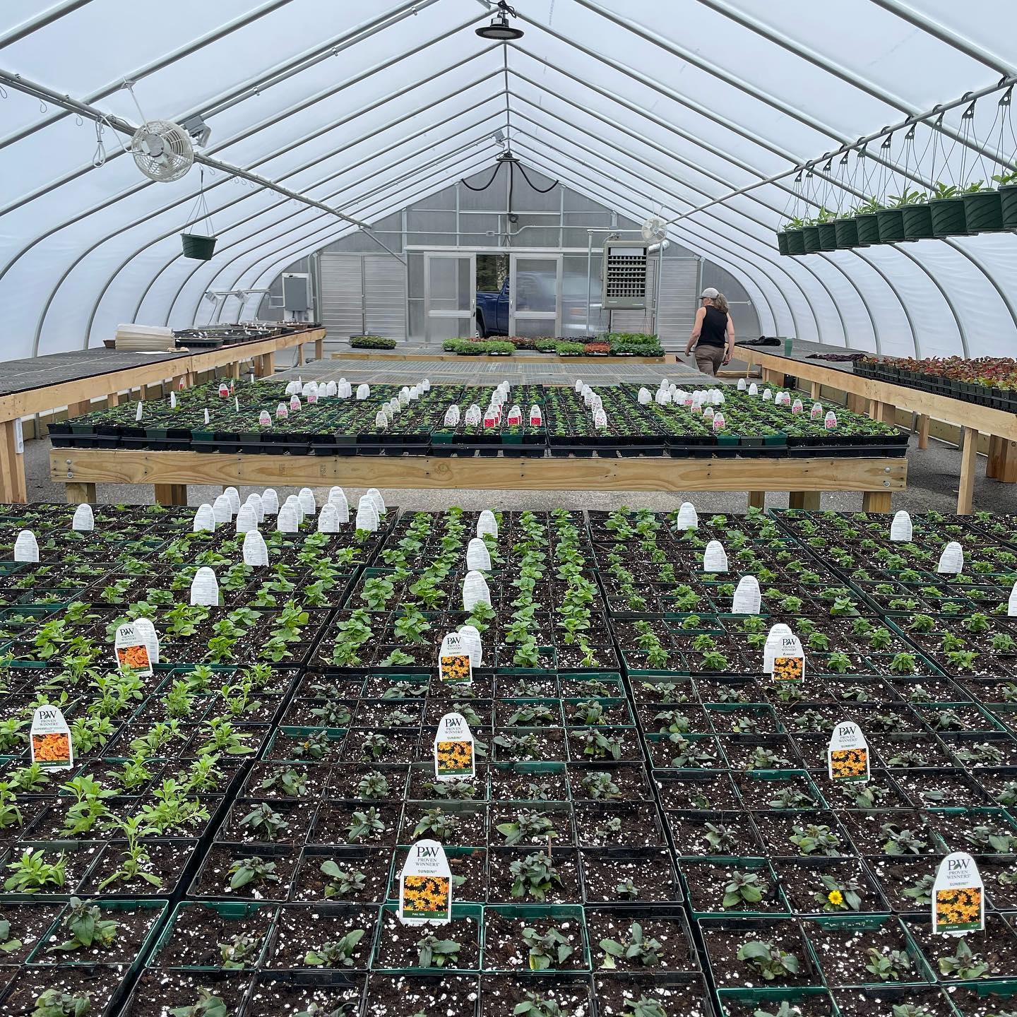 Three Greenhouses in Full Swing - Pineland Farms, Inc.