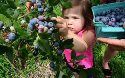 PYO Blueberries