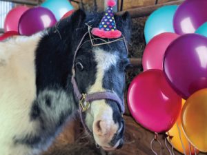 celebrations at pineland shetland pony with party hat