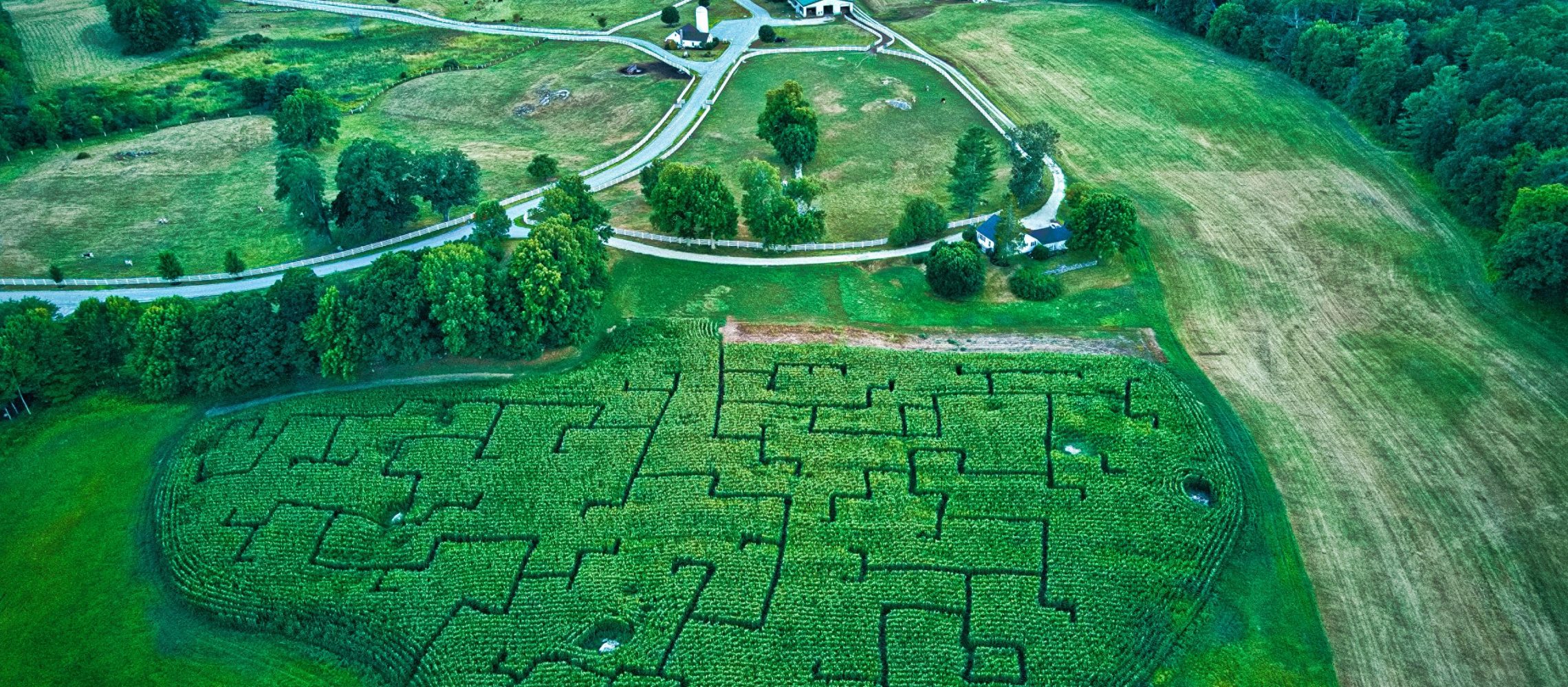 corn maze event pineland farms new gloucester maine