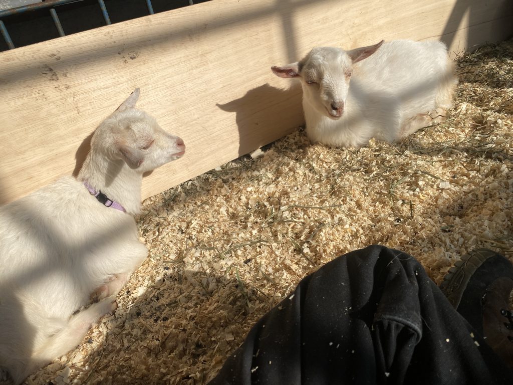 goats napping