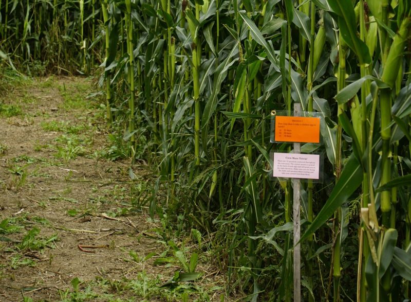 Trivia Cards can be found throughout the Corn Maze to help visitors find their way through the maze.