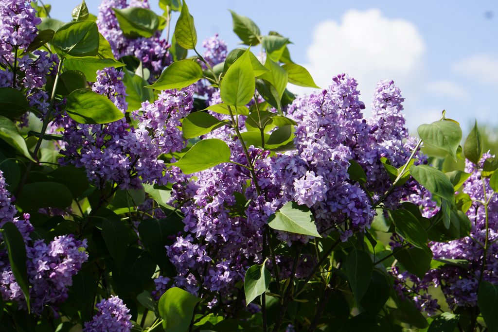 Why Lilacs Don't Bloom - Cooperative Extension in Piscataquis County -  University of Maine Cooperative Extension