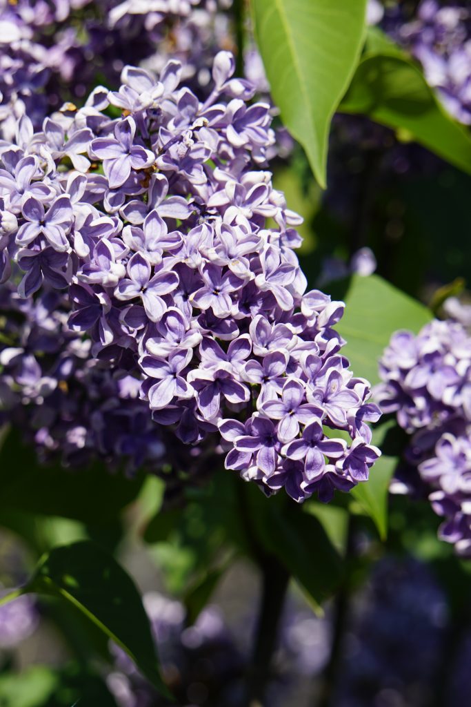 Yankee Doodle Lilac in Bloom