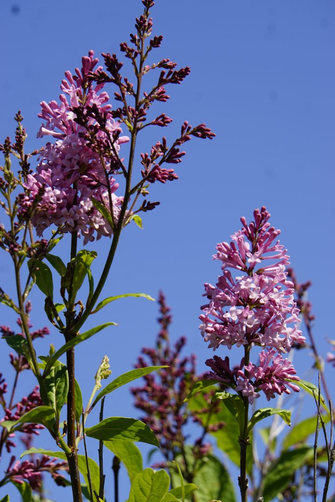 Pink Lilacs in Bloom