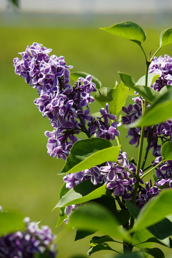 French Lilac Blooming in Maine