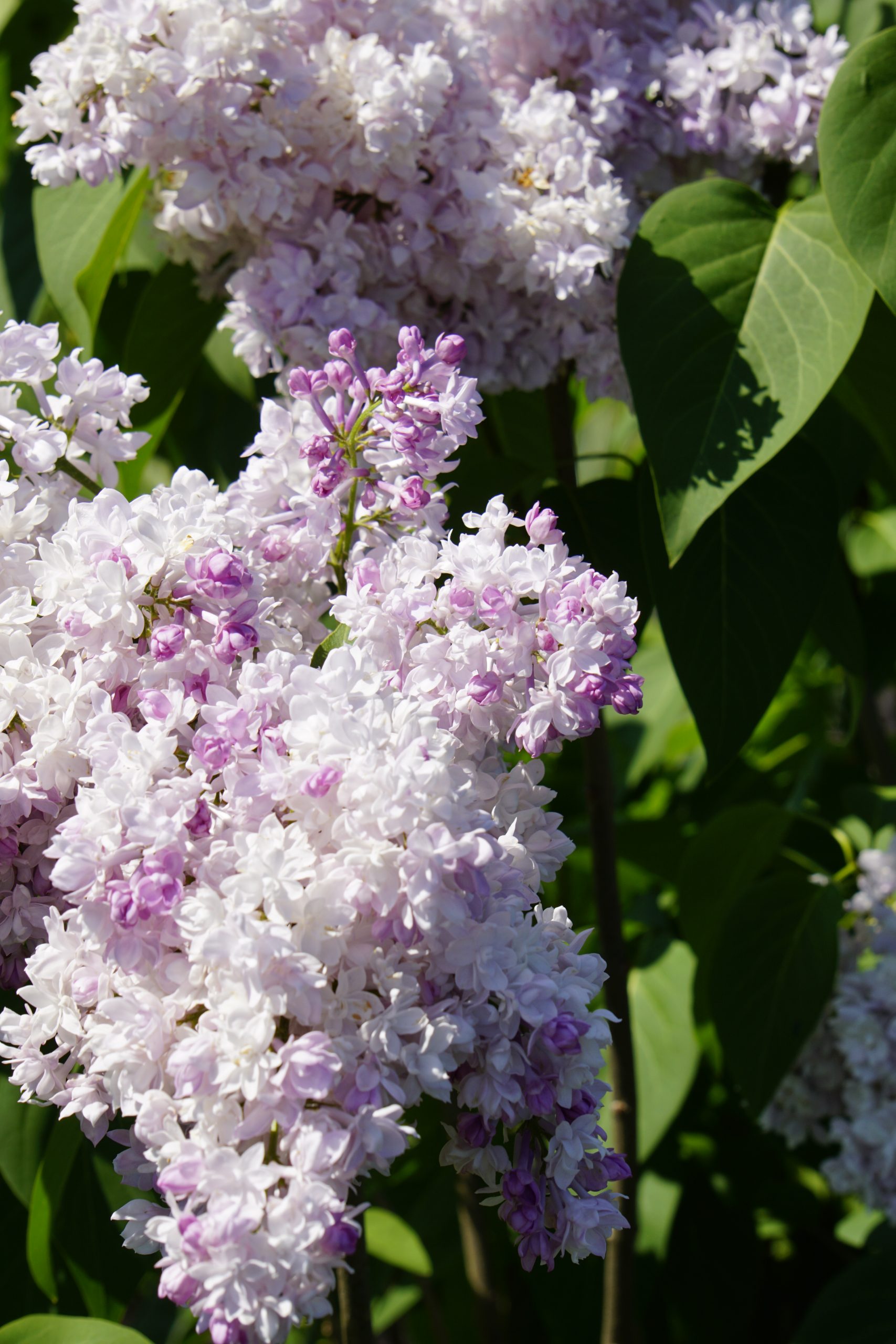 White and Light Pink Lilacs in Bloom in Maine