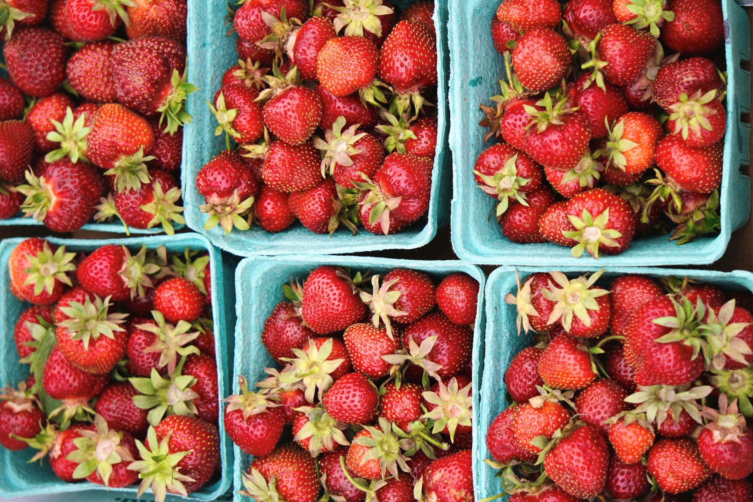 pick your own strawberries at pineland farms
