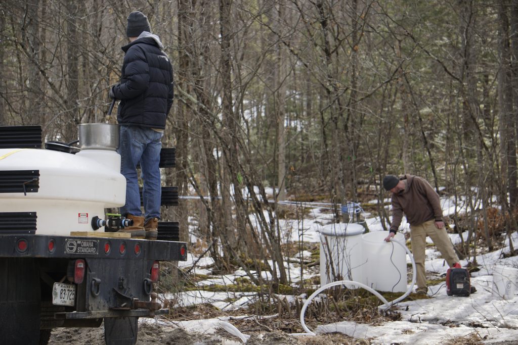 collecting sap at pineland farms maple syrup