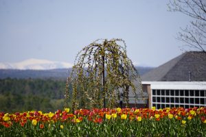 Tulips and Mount Washington