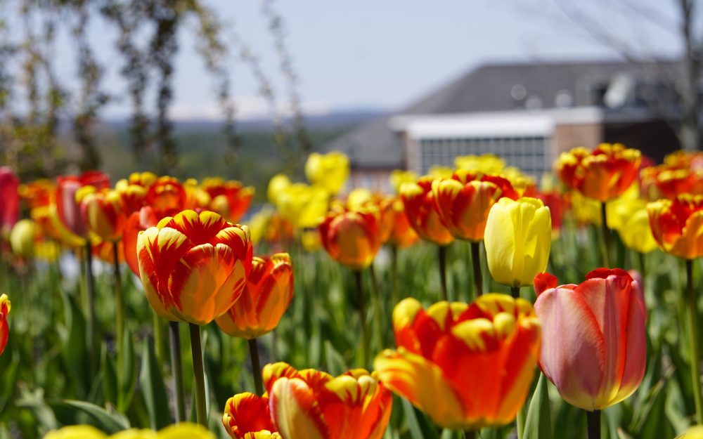Preparing Pineland Farms Flower Beds for a Colorful Spring: A Step-by-Step Guide