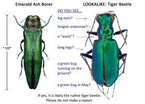 Emerald Ash Borer comparison