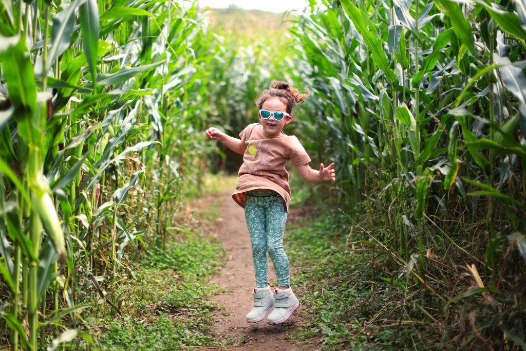 pineland farms corn maze celebration