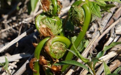 Fiddleheads: Foraging &#038; Cooking an Early Spring Delicacy