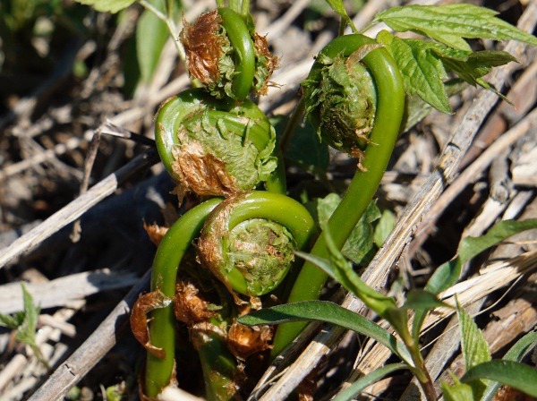 Fiddlehead