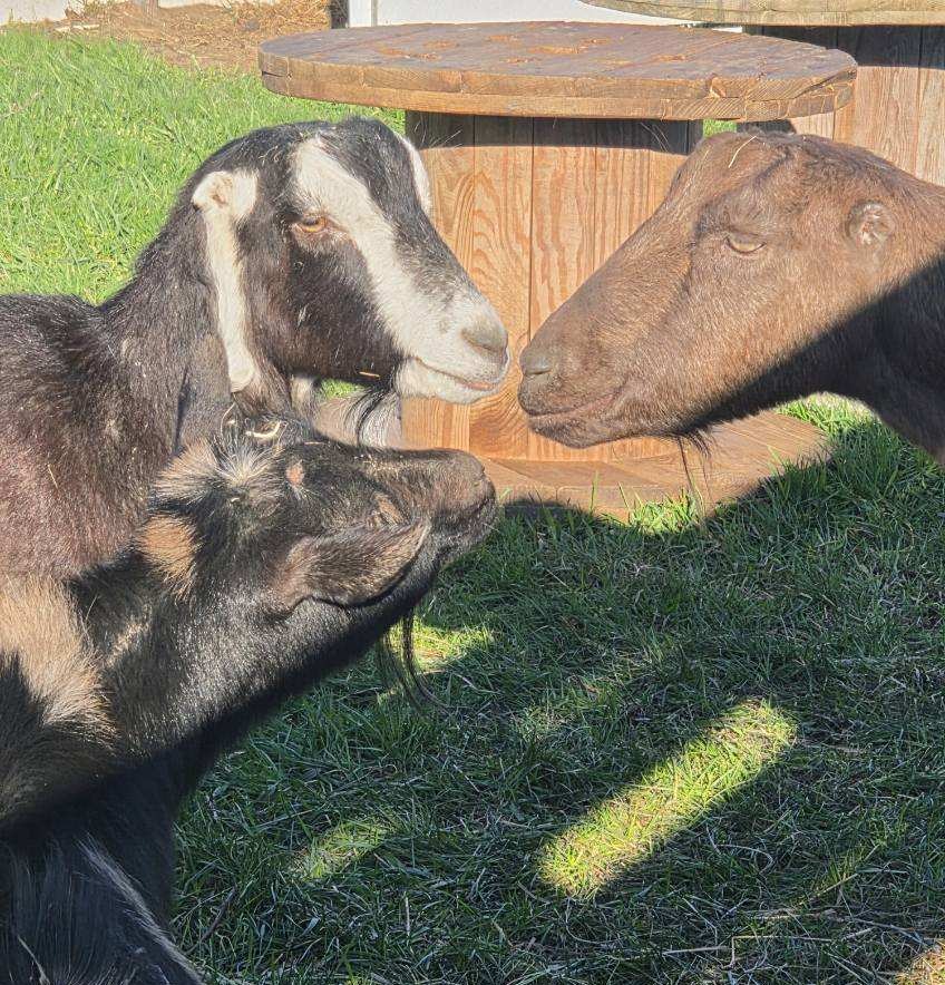 goats sniffing