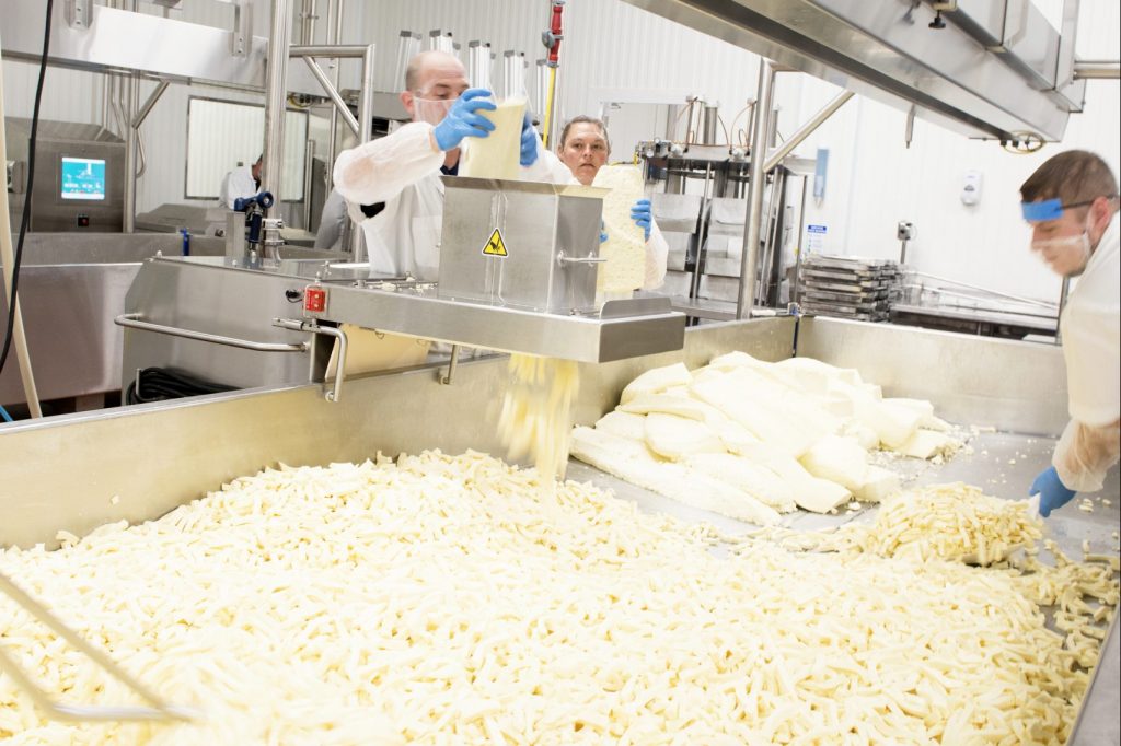 cheesemakers making curd