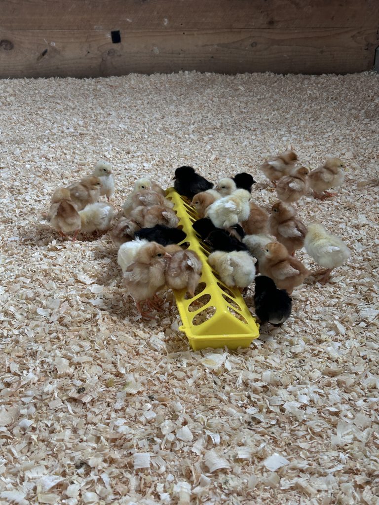 production chicks