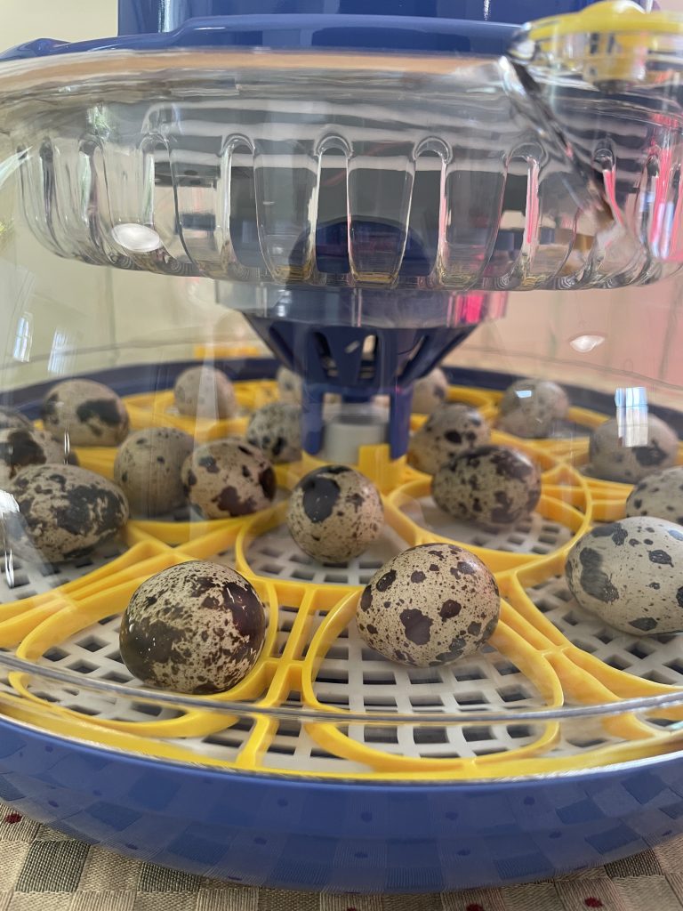 quail eggs in incubator