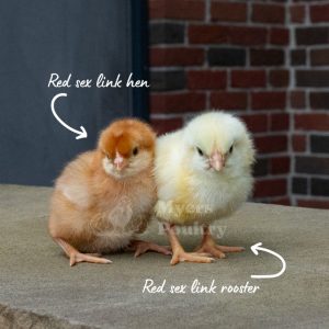 red sexlink rooster and hen