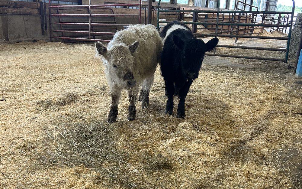 Summer Farmyard Residents