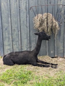 Solid black alpaca in front of fence on grass with hay at Pineland Farms