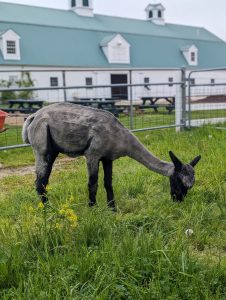 Gray and black alpaca at Pineland Farms in field in front of white barn with green roof