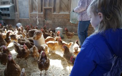 girl and chickens