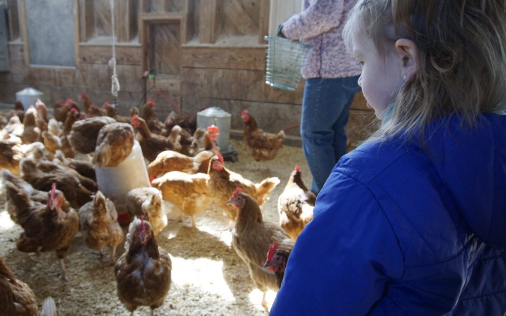 girl and chickens