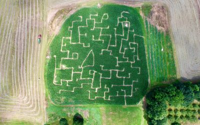 Corn Maze is open until October 31