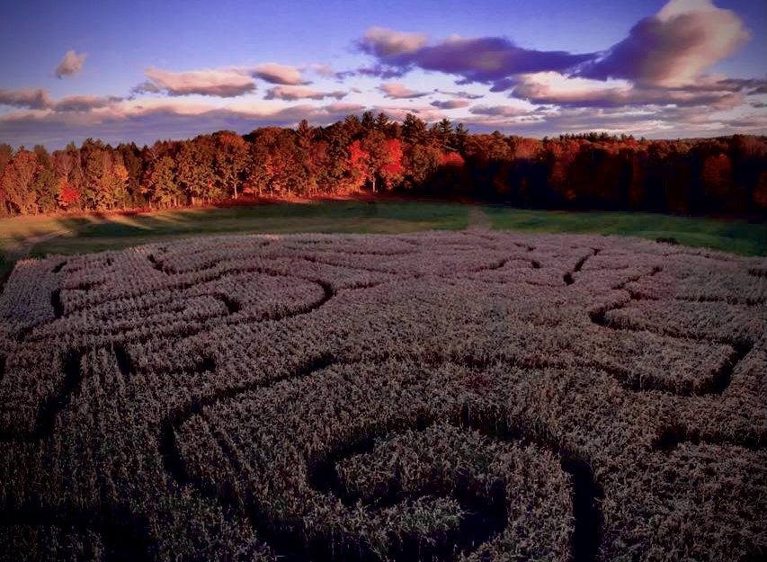 corn maze at dusk pineland farms