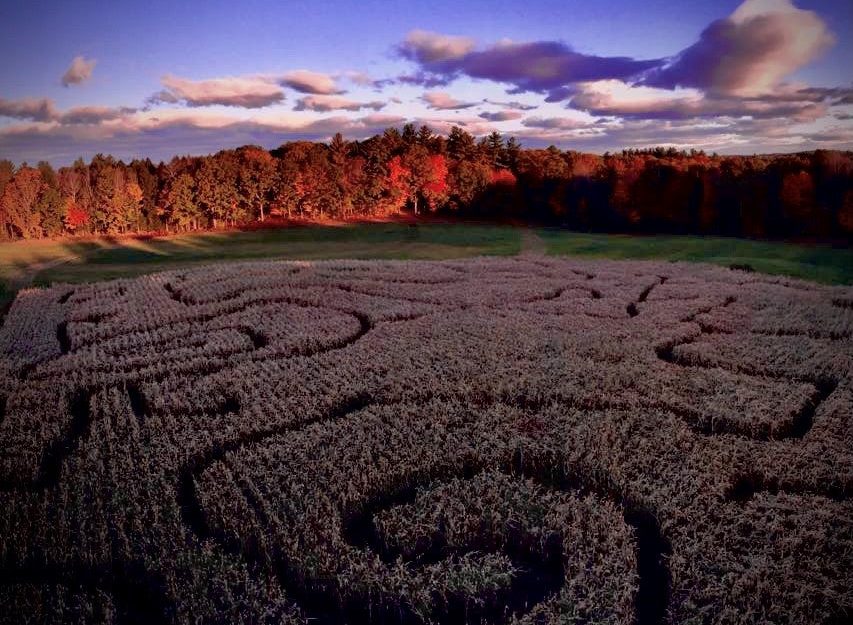 corn maze at night