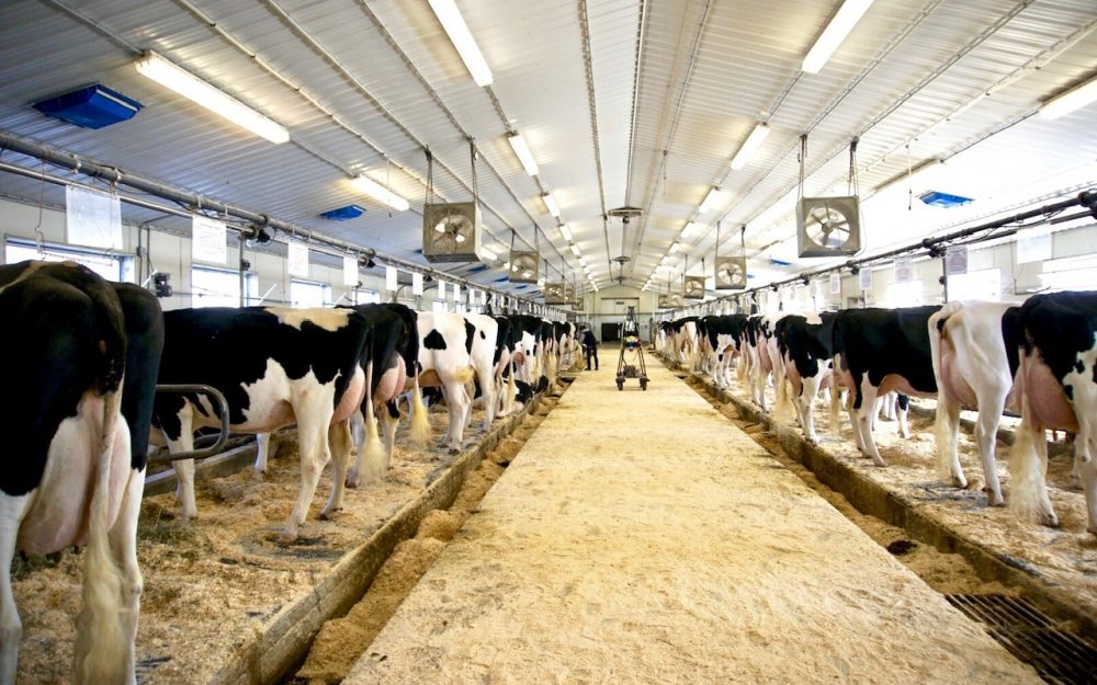 Valley Farm &#8211; Dairy Barn