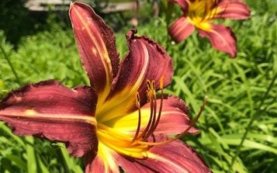 What&#8217;s in Bloom June 29, 2018
