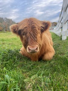 Highland cattle dolly at Pineland Farms