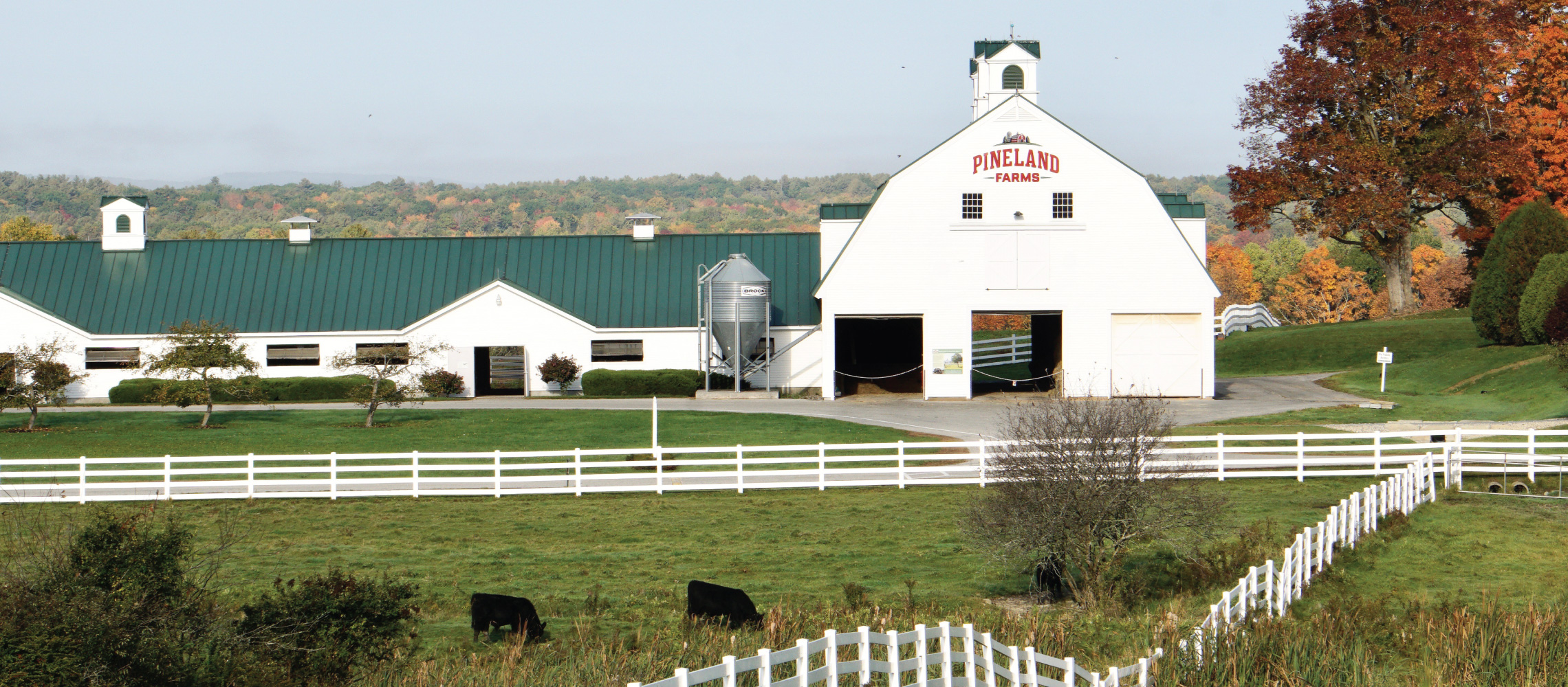 fall dairy barn pineland farms maine