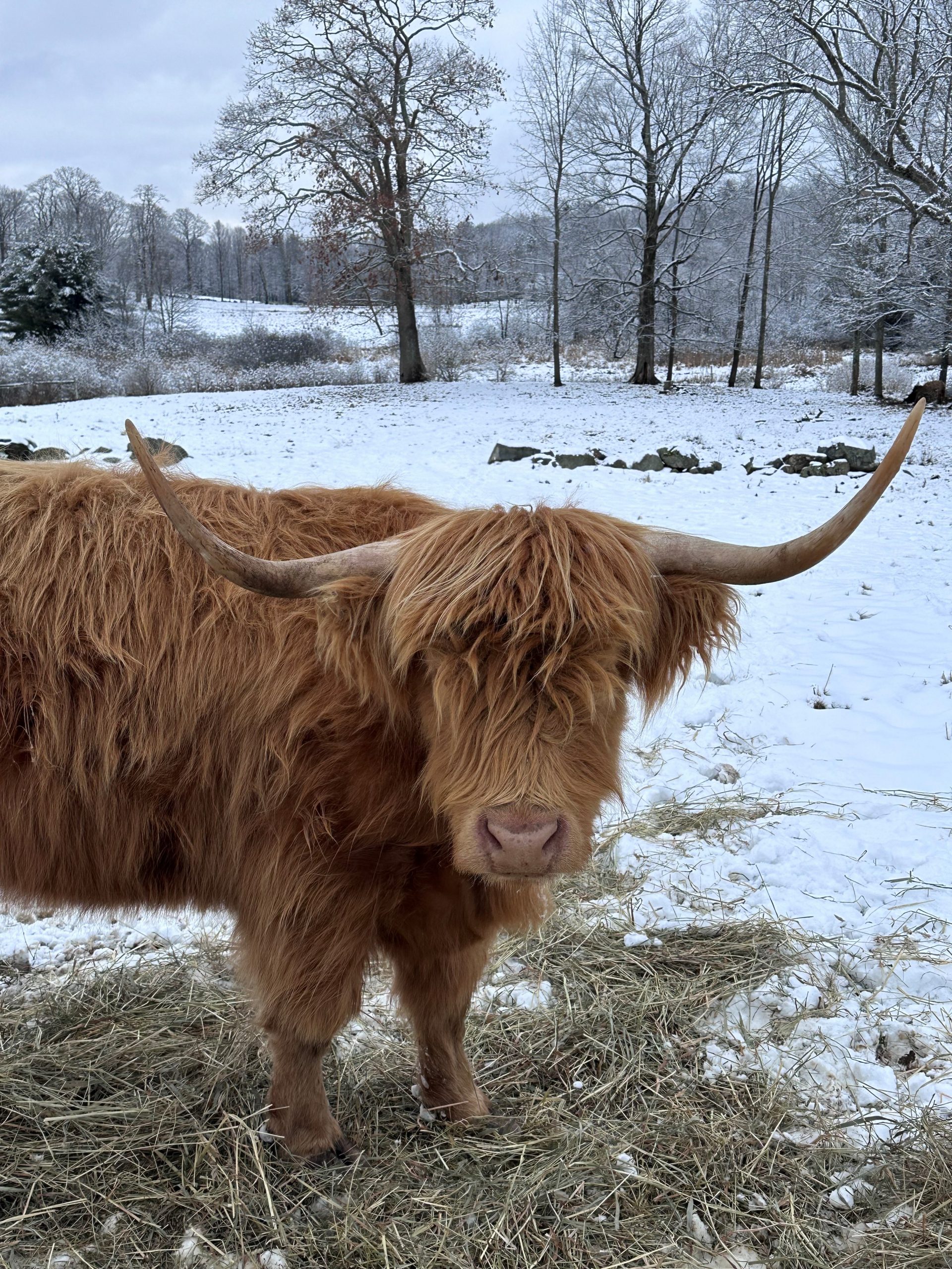 Highland Cattle: Meet Pineland Farms' Fuzzy Quintet - Pineland Farms, Inc.