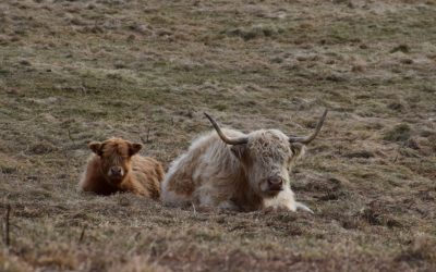 Highland Cattle: Meet Pineland Farms&#8217; Fuzzy Quintet