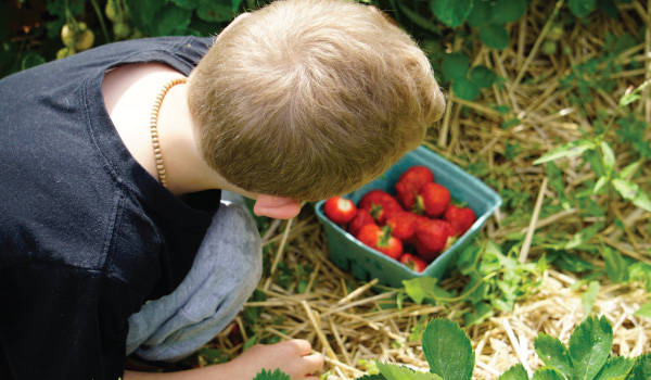 kid with pyo strawberries