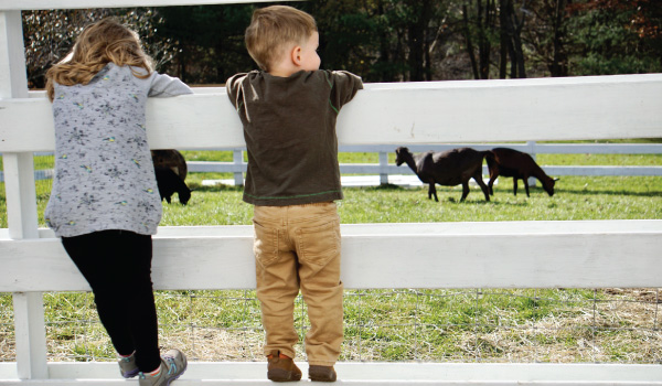 Kids on fence looking at cows
