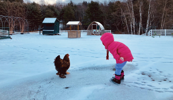 Girl with chicken in snow at Pineland Farms