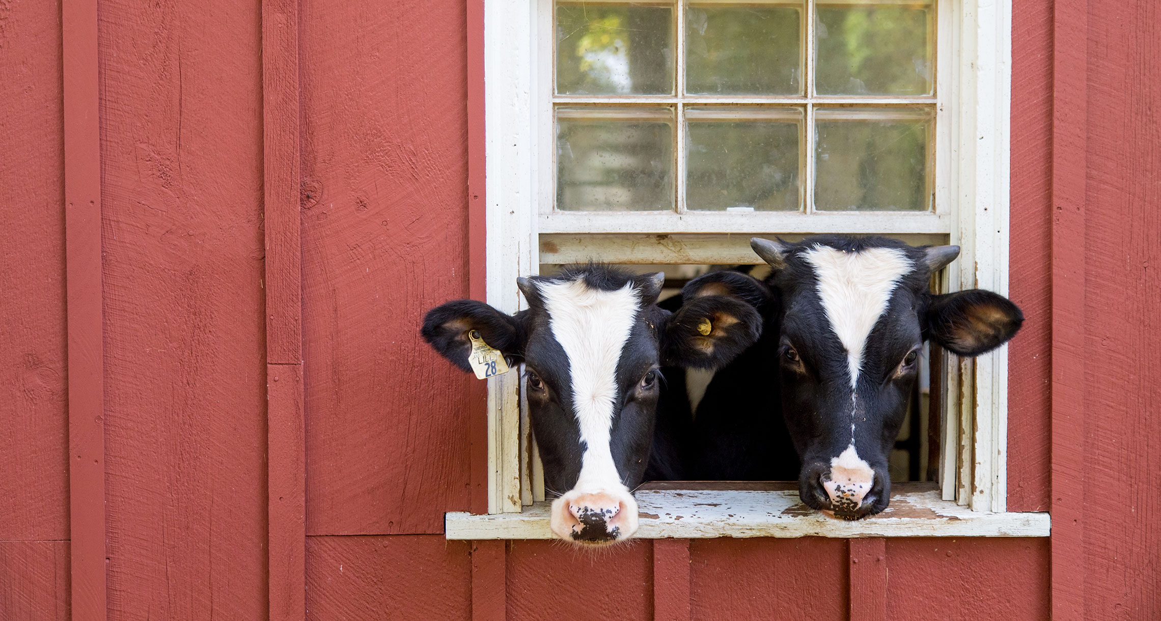 Cows looking out window