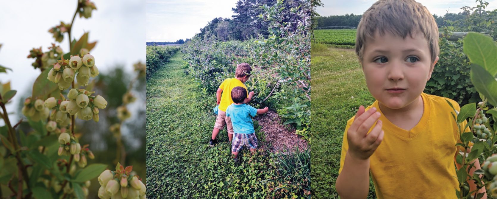 pick your own blueberries at the pineland farms produce division in new gloucester, maine
