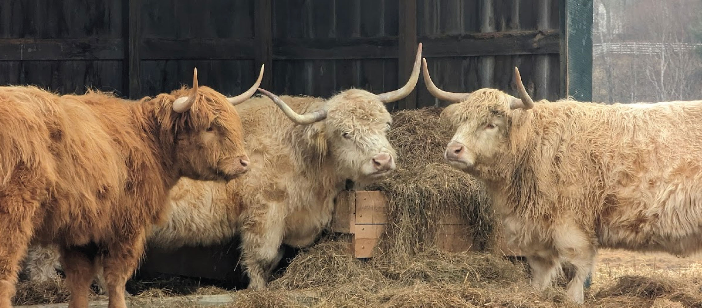 highland cattle at pineland farms