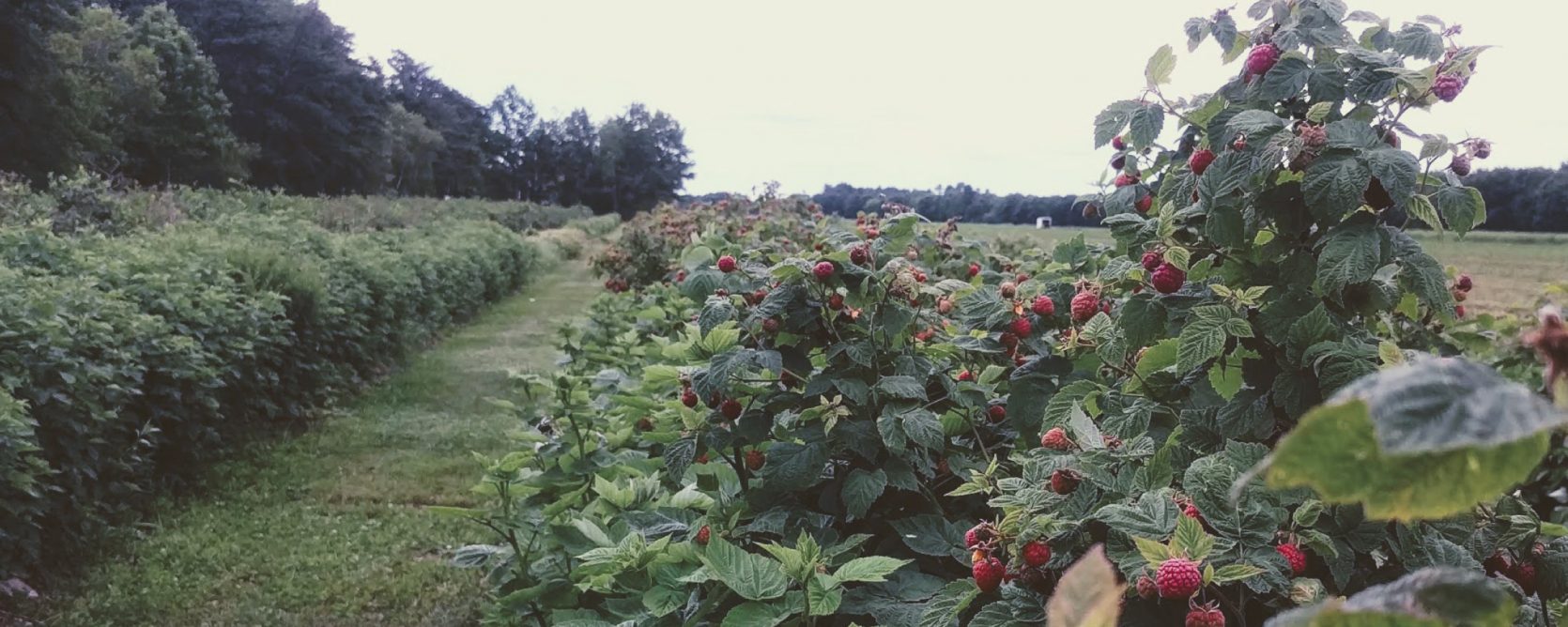 pick your own raspberries at the pineland farms produce division in new gloucester, maine