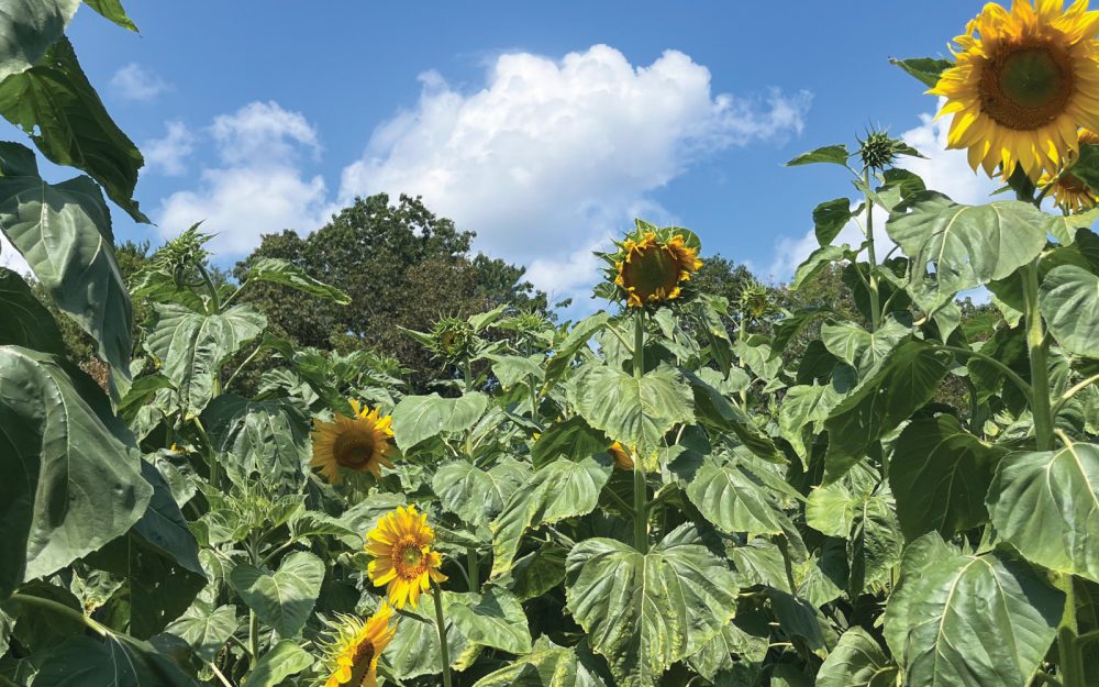 sunflower labyrinth