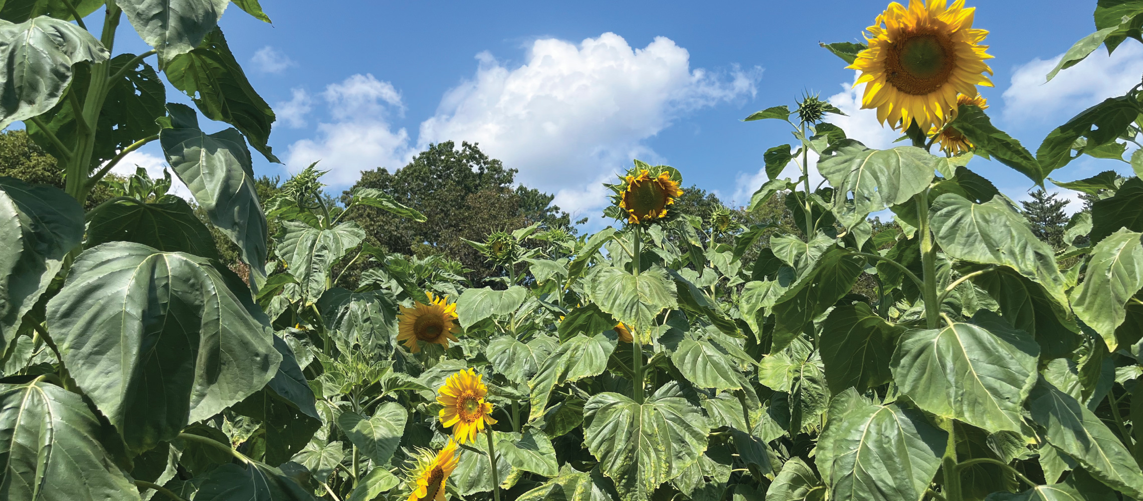 sunflower labyrinth