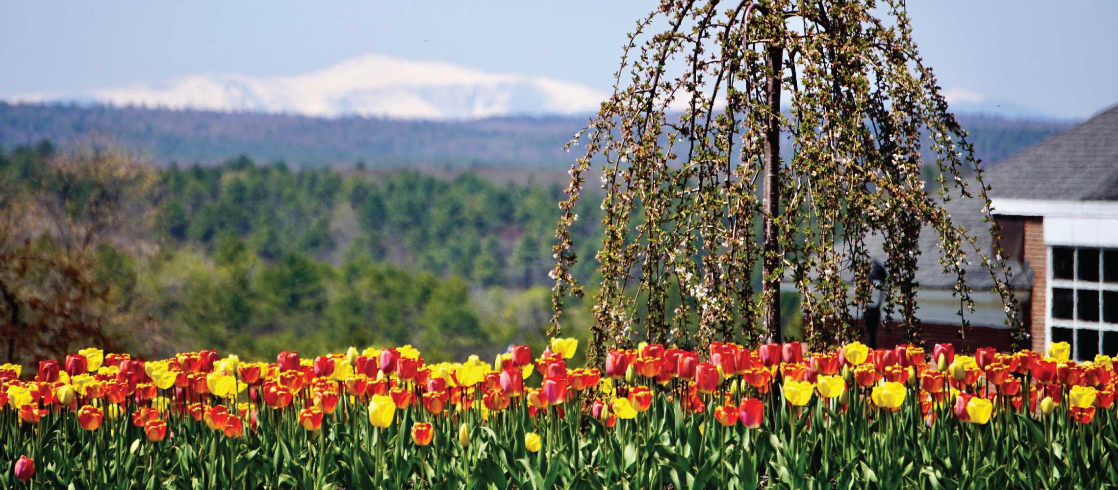 tulips and mountains